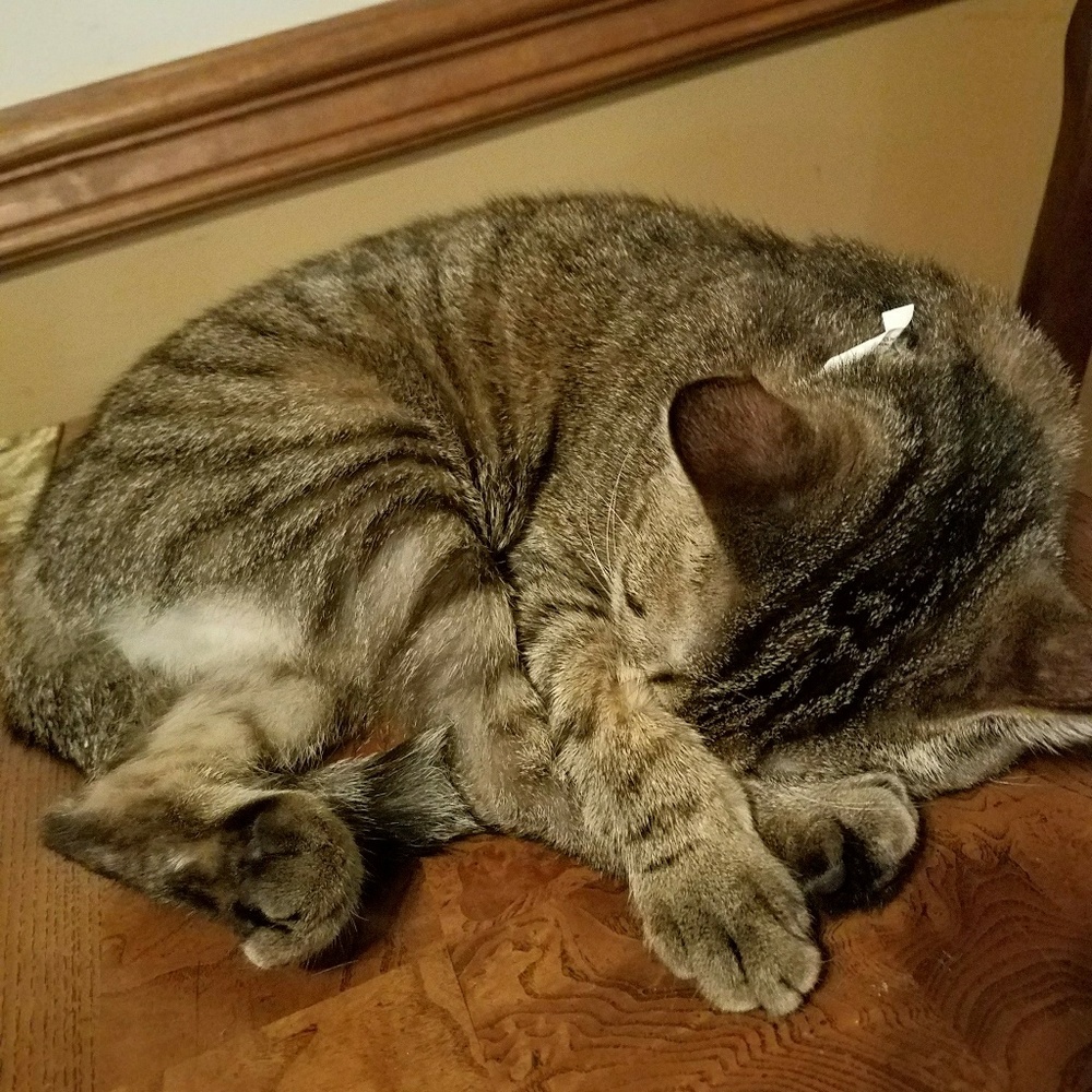 Meet your Posher, Shawna